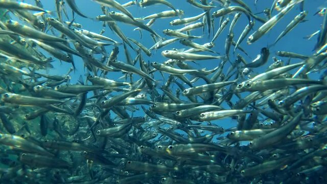 Massive school of small fish swims under surface of blue water, on blue sky background. Low-angle shot 
