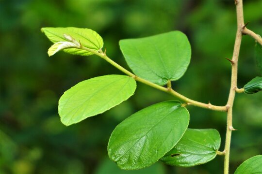 Close up of Green leaf Ziziphus mauritiana. Bidara Leaf for spiritual health therapy. isolated on white.