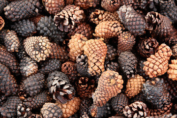 Pile of fallen pinecones on the ground