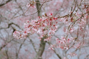 cherry blossom in spring