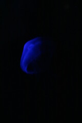 jellyfish in aquarium