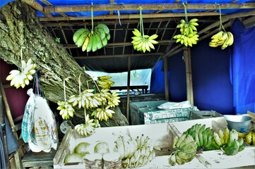 hanging and putting bananas