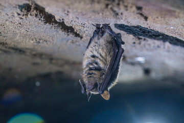 Close up strange animal Geoffroy's bat Myotis emarginatus hanging upside down on top of cold brick arched cellar moving awakened just after hibernating. Creative wildlife take.