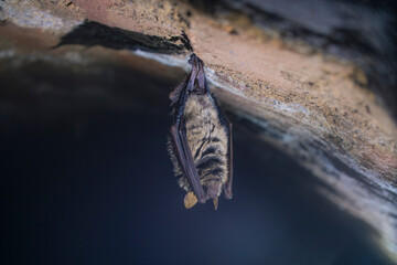 Close up strange animal Geoffroy's bat Myotis emarginatus hanging upside down on top of cold brick arched cellar moving awakened just after hibernating. Creative wildlife take.