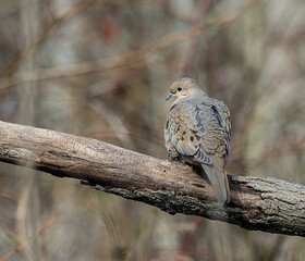 A beautiful mourning dove perched on a tree limb limb in the forest. 