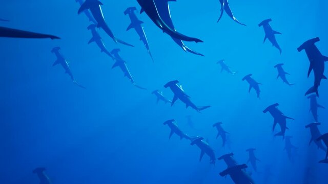Animation of a large group of hammerhead sharks slowly swimming in the ocean.