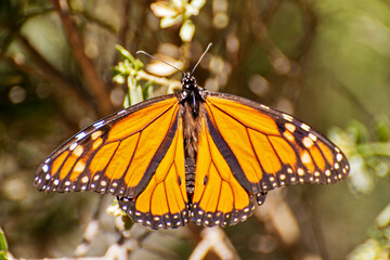 Monarch butterfly with spread wings