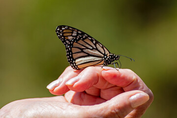 Monarch butterfly perched on a hand