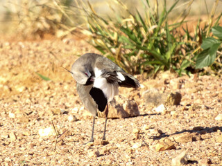 grey crowned crane