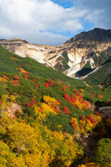 カラフルに色づいた秋の森と山頂
