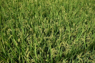 稔り始めた稲穂