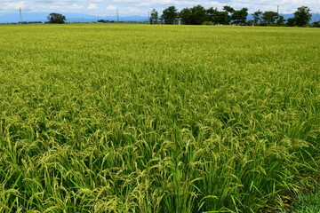 稔り始めた稲穂