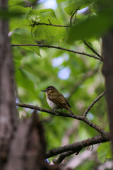 Flycatcher bird in tree
