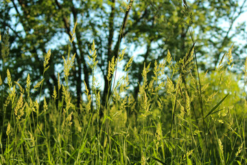 Golden hour grass