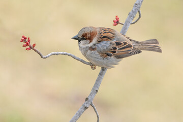 Sparrow