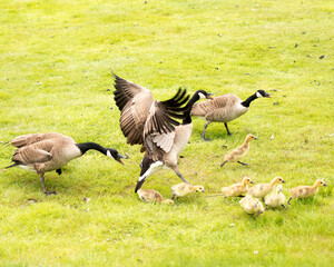  Canadian Geese Stock Photos.  Canadian Geese with baby geese gosling. Canadian Goose.  Migratory birds. Migration bird. Bird migration.