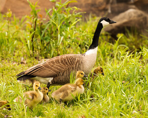  Canadian Geese Stock Photos.  Canadian Geese with baby geese gosling. Canadian Goose