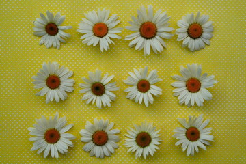 Obraz premium White camomiles on yellow background. beautiful spring and Summer composition 