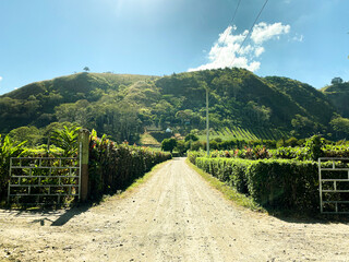 montaña verde camino de tierra rodeado de sembradios 