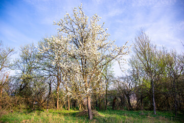 Spring flowers trees