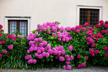 beautiful flower bushes with green petals in front of the window with metal bars. colorful hydrangea flowers in front of the house with brown windows. flower bushes in the gravel yard in daylight