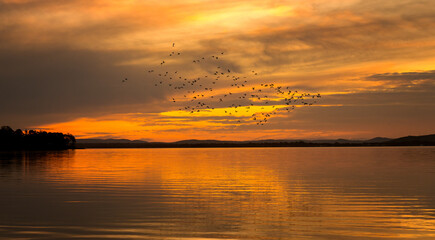 Silhouette of birds flying across a blurred sunset of a lake ,creating a background or wallpaper.