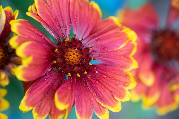 Summer Flower Blossom Closeup of a Blanket Flower that has red, orange and yellow colors, against a turquoise background, a pretty southwest toned horizontal photo.