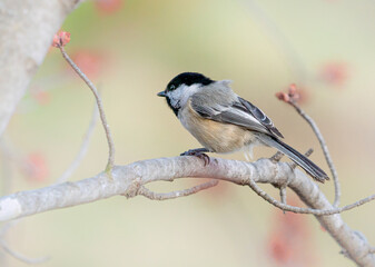 Black capped chickadee