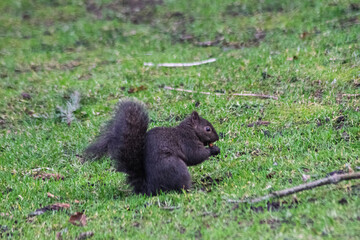 Fototapeta premium Ardilla negra comiendo en el pasto