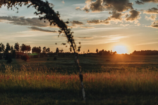 Midsummer event birch gate (Ligo) in Latvia