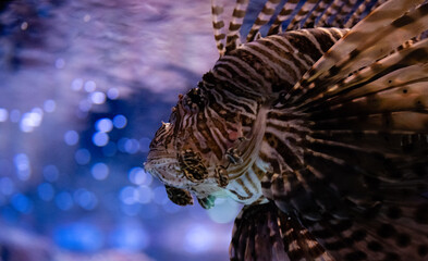 Lion fish swimming on the coral reef underwater in an Aquarium.