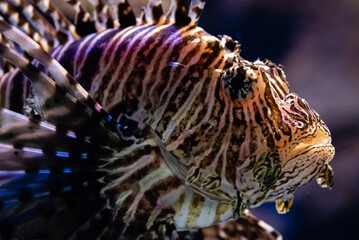 Fototapeta na wymiar Lion fish swimming on the coral reef underwater in an Aquarium.