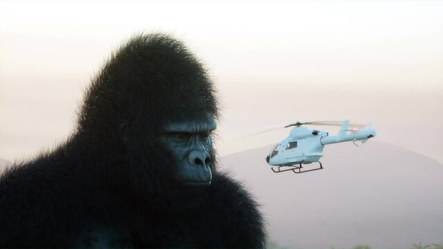 Giant gorilla and helicopter in jungle. Prehistoric animal and monster. Realistic fur and animation. 4K render.