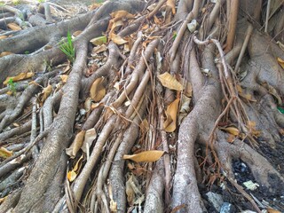large tree root extending through the forest