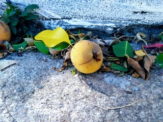 a small yellow plum lying on the sidewalk