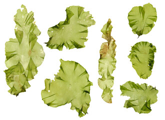 This is a green algae in the sea.