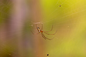 spider on the web