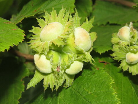 hazelnut on the background of trees in the open air