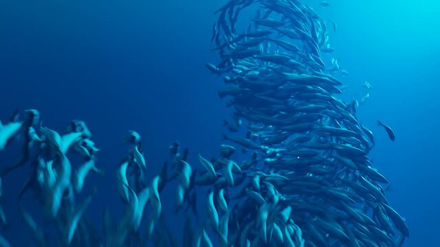 Animation of the shoal of fishes swimming in the ocean depth. Deep blue water.