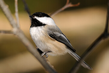 Obraz na płótnie Canvas Chickadee Bird Stock Photos. Chickadee bird perched on a branch in its surrounding and environment displaying white and black feather plumage, head, eye, beak, feet with a blur background.
