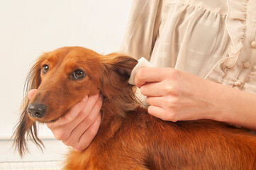 耳掃除をしている犬