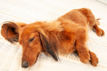 具合の悪そうに寝ている犬