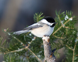 Obraz premium Chickadee Bird Stock Photos. Chickadee black-capped bird perched close-up profile view with blur background on a branch displaying white and black feather plumage in its environment and surrounding