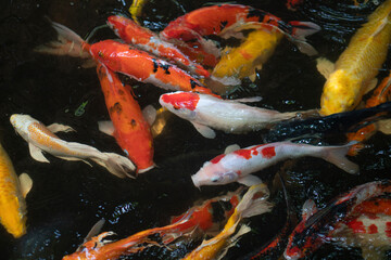 Colorful of koi fish swim in the water.