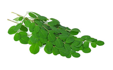 Moringa leaf on a white background