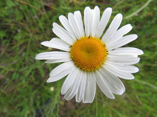 Fototapeta premium Tanacetum partenium flowers in the field in summer