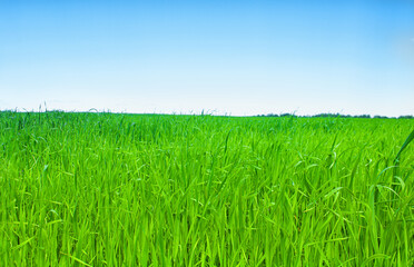 Green field and blue cloudless sky skyline.