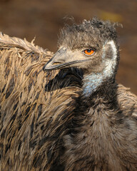 Emu bird Stock Photos.   Emu bird head close-up profile view basking in sunlight with big eyes, beak, bill, grey-brown shaggy plumage, head in its environment and surrounding.