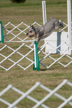 Standard Schnauzer