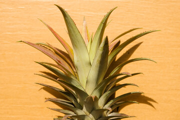 Fresh MD2 pineapple leaves on rough background. Among the highest sales in Malaysia.
